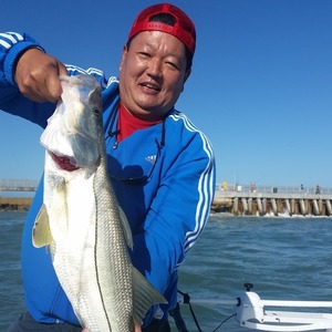 January Snook Bite