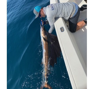 Summer Sailfish on the Line