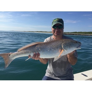 Red Drum / Redfish