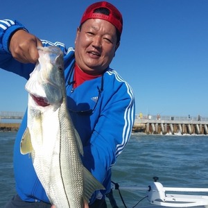 Sebastian Inlet snook Fishing.