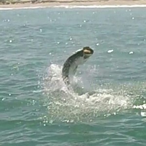 Lots of fun chasing tarpon off the shoreline between Vero Beach and Sebastian, Florida